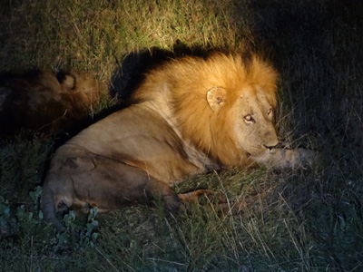 Kruger National Park tour