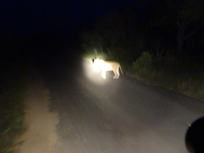 Kruger National Park tours